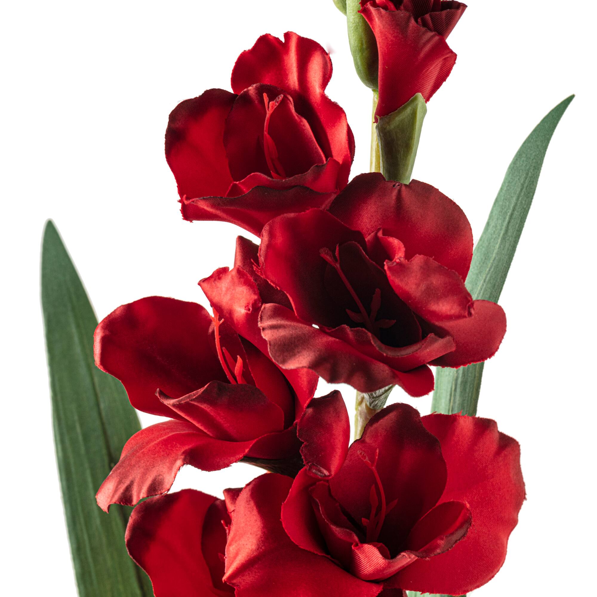 Gladiolus Stem by Ashland